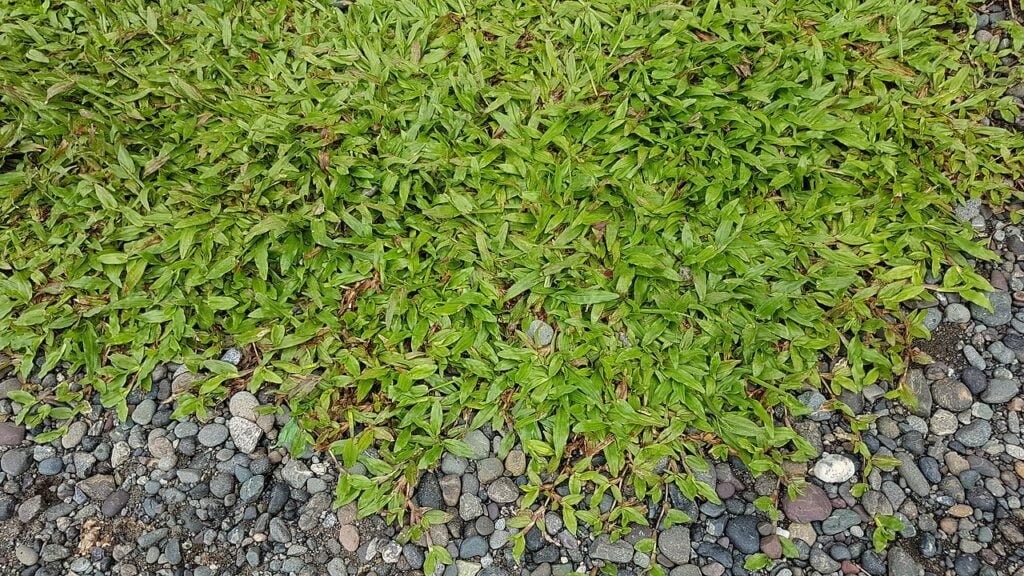 Carabao Grass Your Guide To A Greener Landscape Money For My Beer