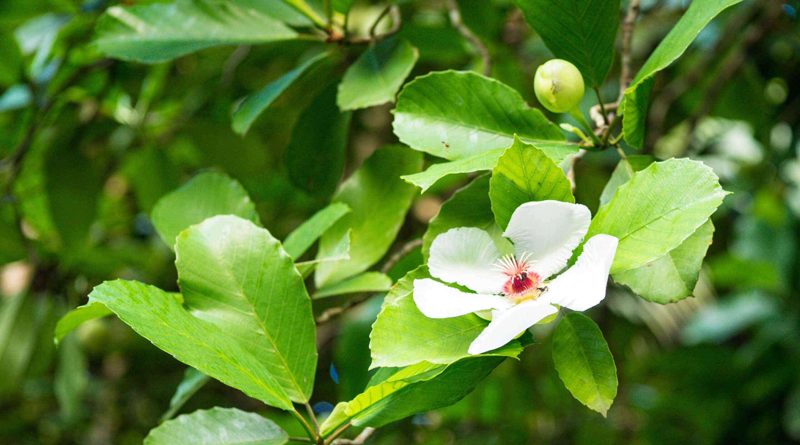 Flowers of Dillenia philippinensis Elephant apple in Botanic Garden Singapore