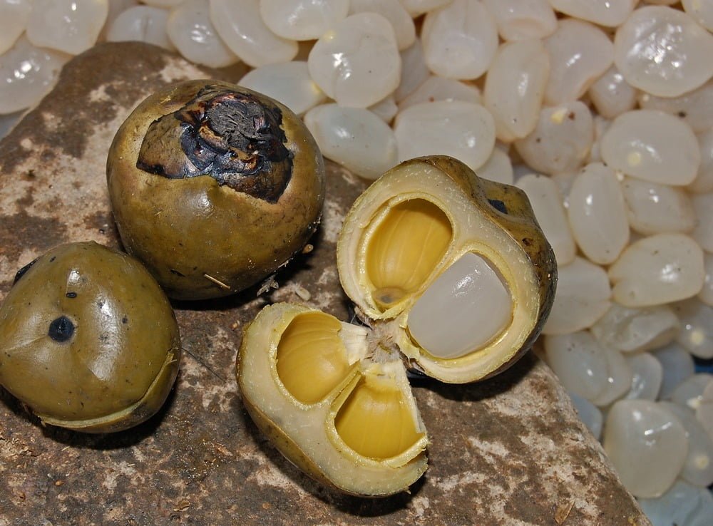 Kaong: The Sweet Sugar Palm Fruit, Growing Tips, And Nutritional Benefits 3 Boiled and opened Arenga pinnata fruit, showing its endosperm