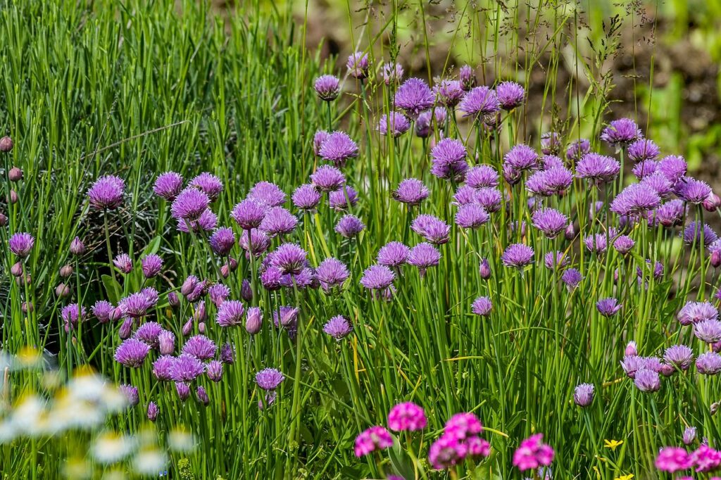 Green Onions Vs Chives: A Culinary Comparison 5 Chives bloom in mid-spring to early summer.