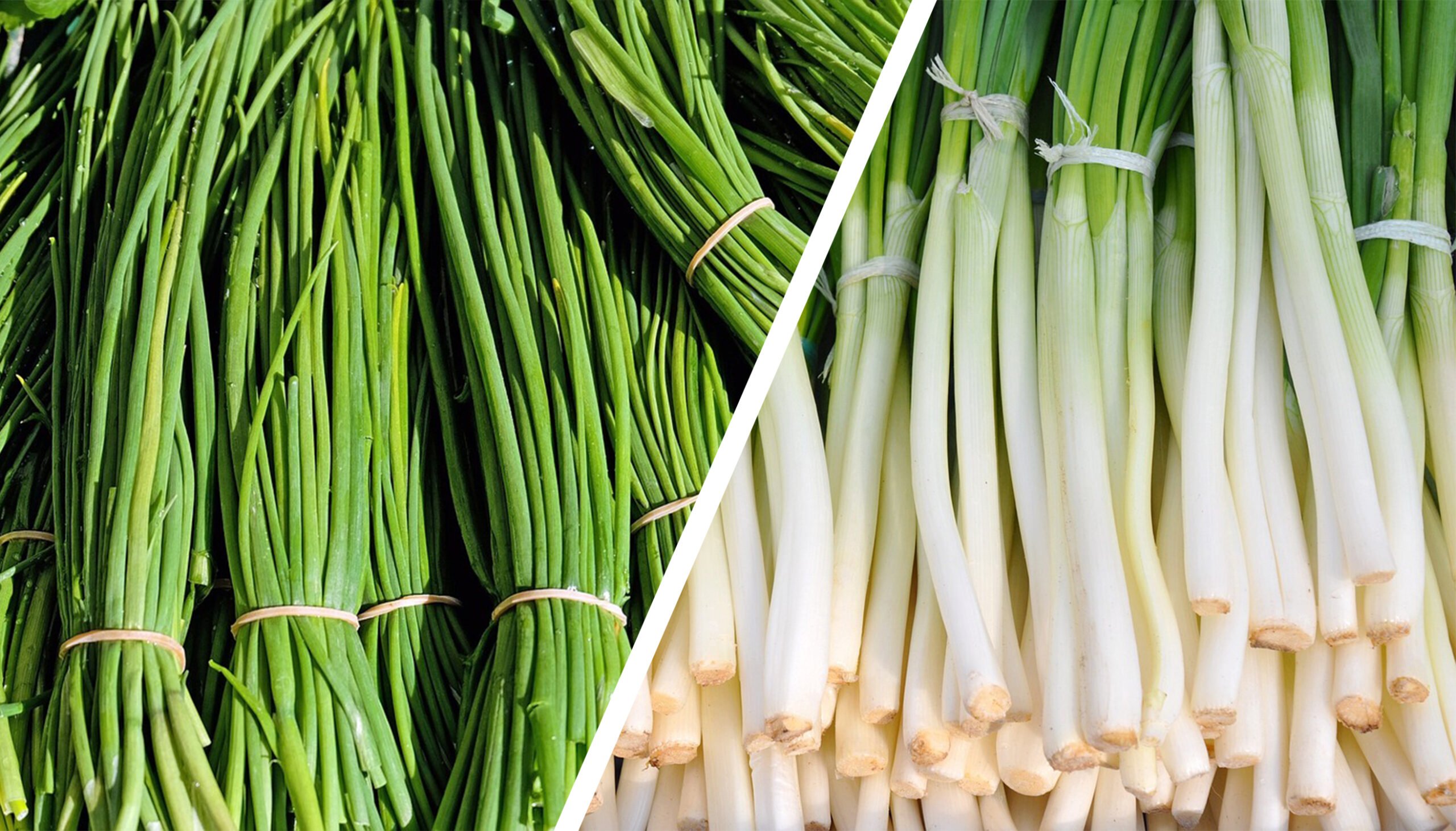 chives vs green onions