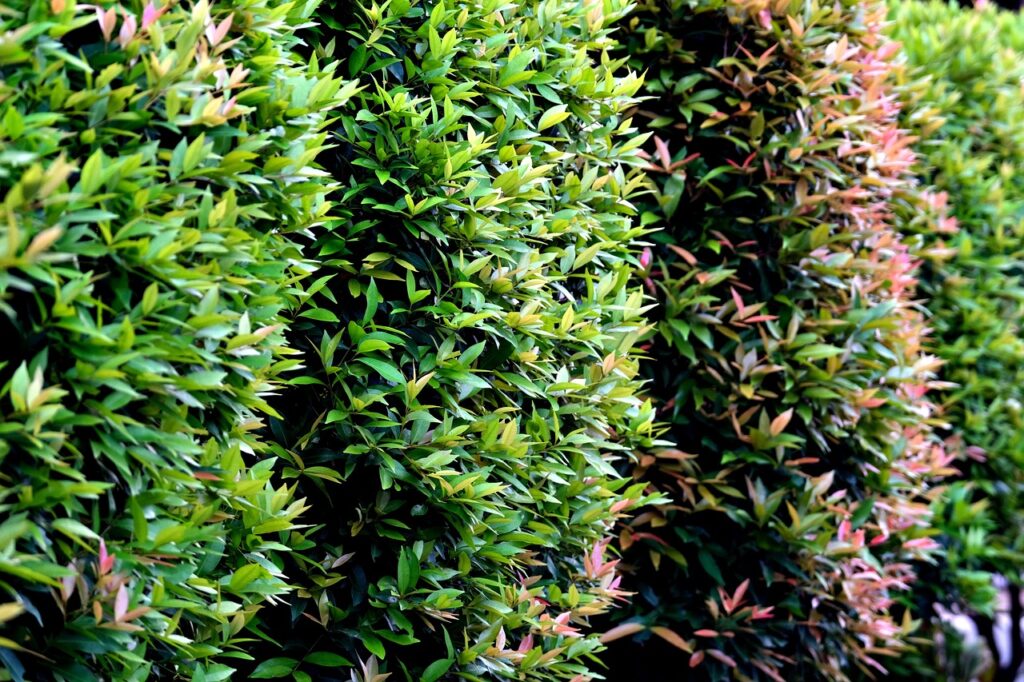 Choosing The Best Garden Fence Panel: A Comprehensive Guide 8 Green leaves. Live plants for fencing