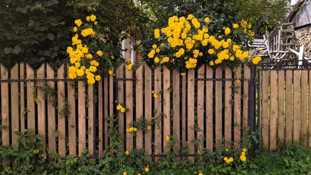Choosing The Best Garden Fence Panel: A Comprehensive Guide 2 Wooden garden fence panels and yellow flowers.