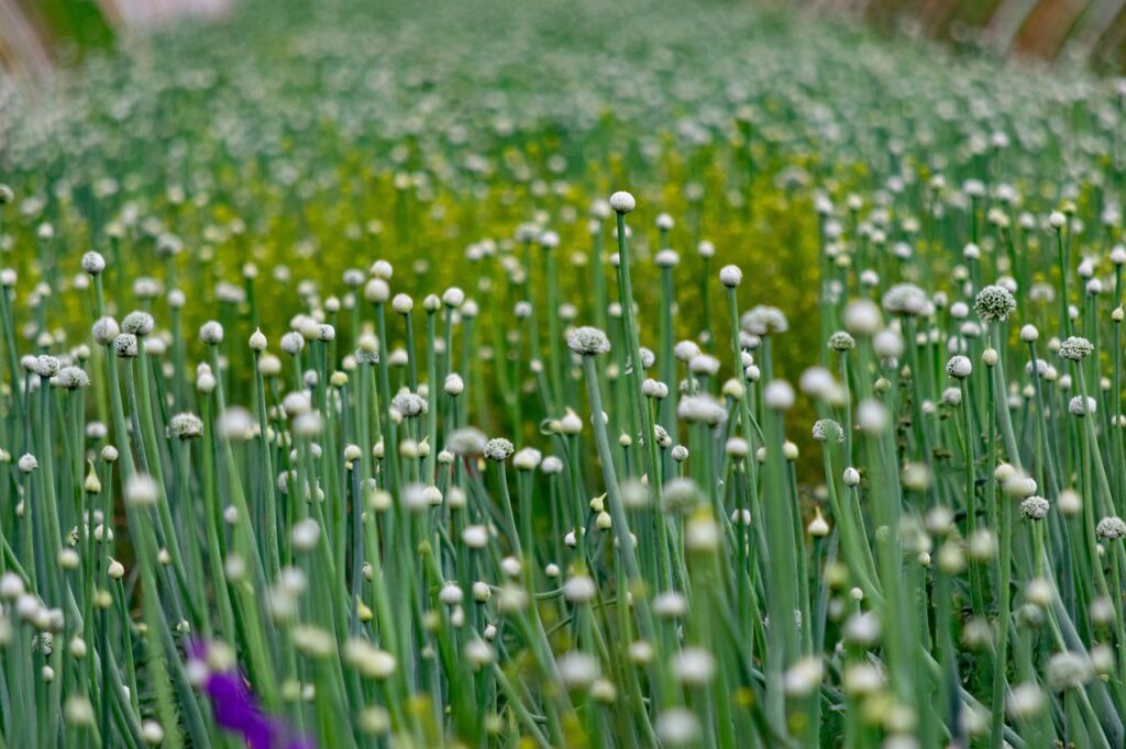 Green Onions Vs Chives: A Culinary Comparison 3 Flowering green onions