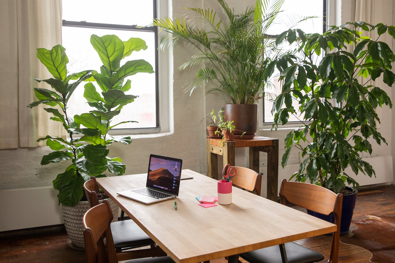 Tall indoor plants and a table