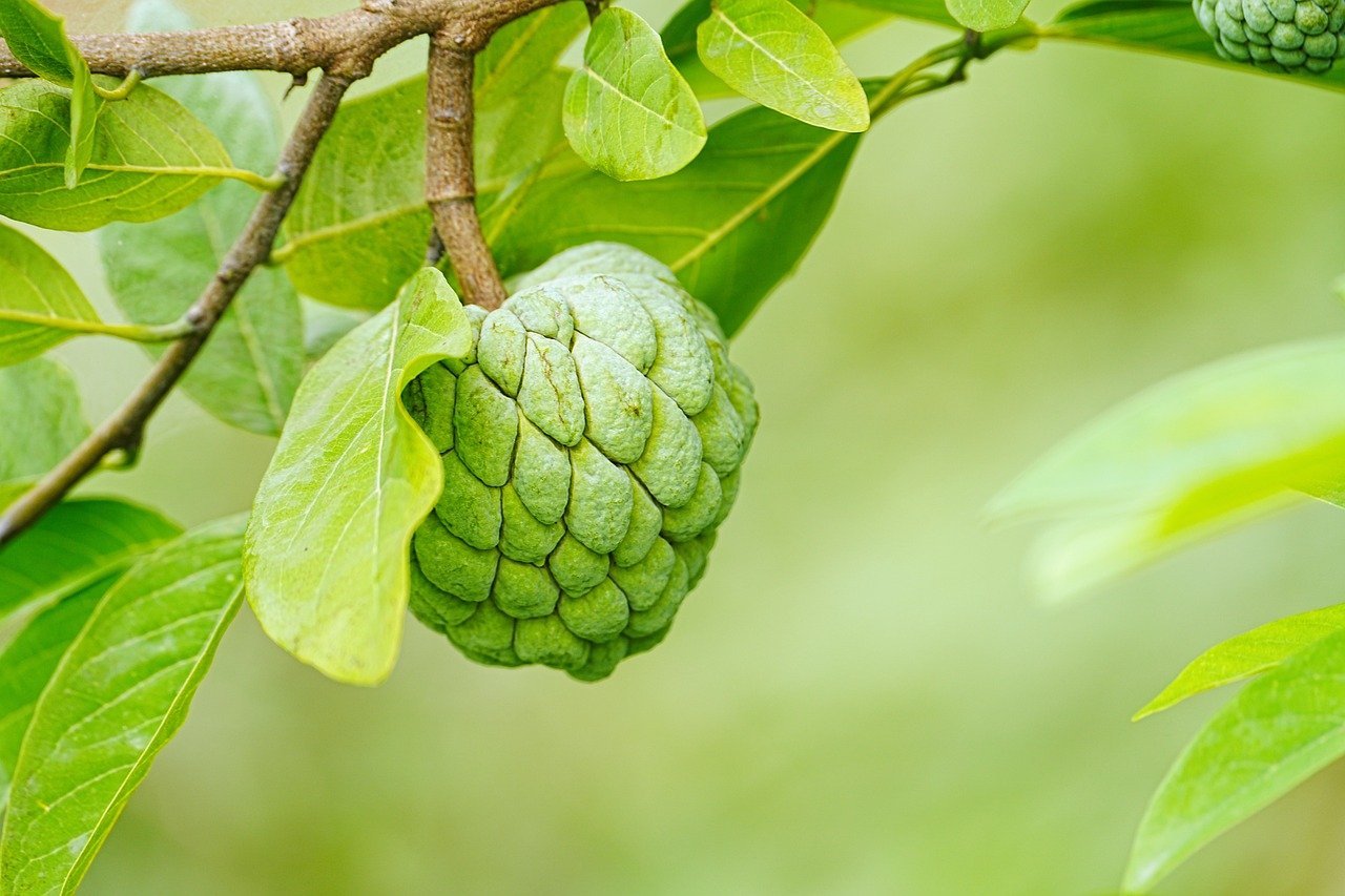 Atis or sugar apples in tree