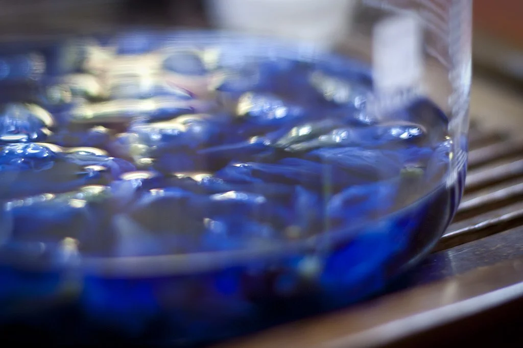 What Is A Blue Butterfly Pea Flower: Characteristics, Usage, And Cultivation 7 Vivid blue color extracted from the Clitoria plant.