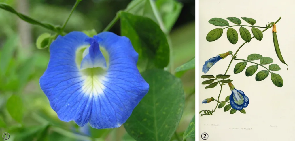 What Is A Blue Butterfly Pea Flower: Characteristics, Usage, And Cultivation 4 Blue butterfly pea flower at the Singapore Botanic Gardens.