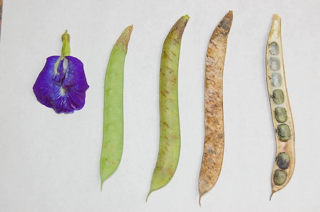 What Is A Blue Butterfly Pea Flower: Characteristics, Usage, And Cultivation 10 Clitoria ternatea flower and seed pods.