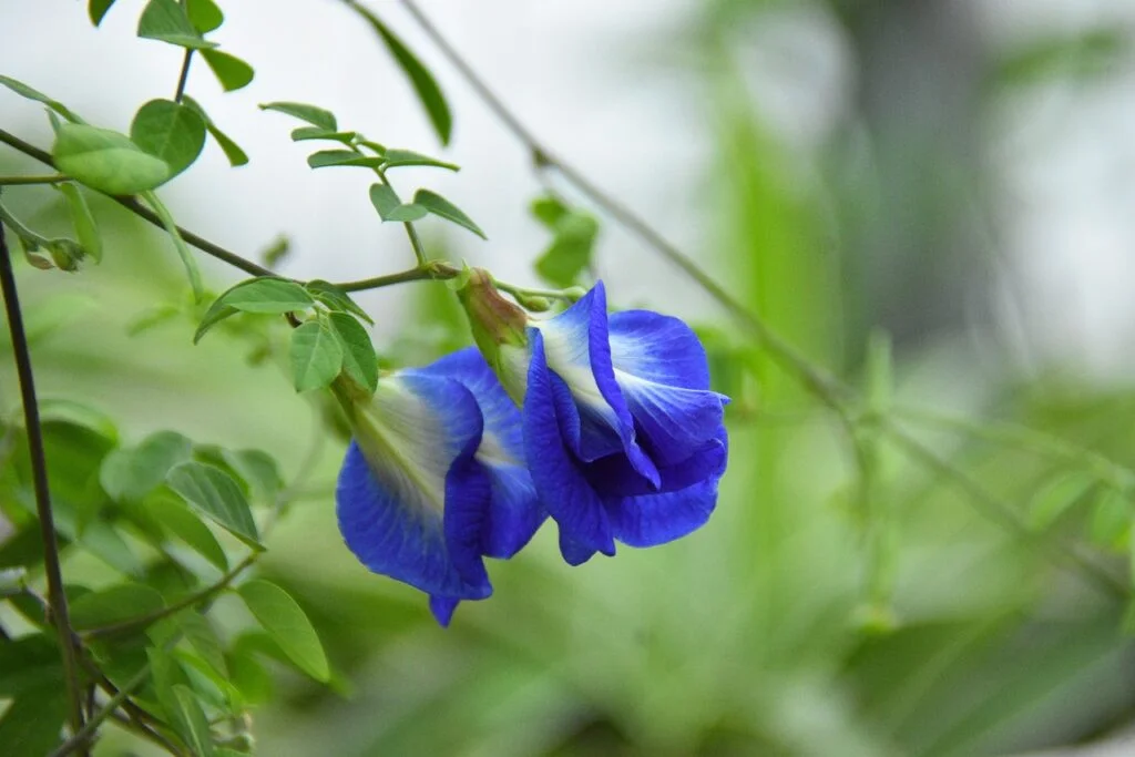 What Is A Blue Butterfly Pea Flower: Characteristics, Usage, And Cultivation 2 Blue butterfly pea plowers.