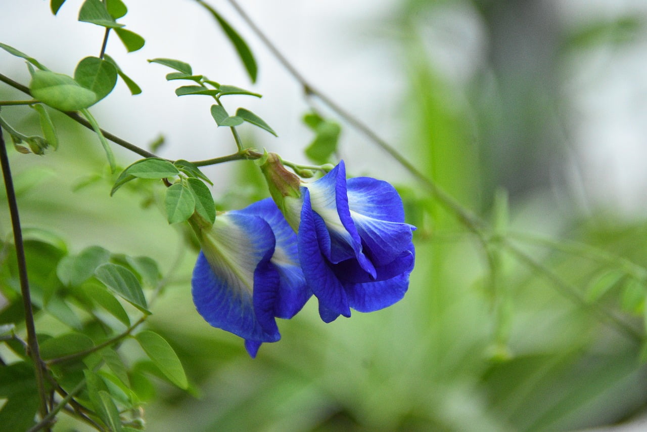 What Is A Blue Butterfly Pea Flower Characteristics, Usage, And Cultivation Money For My Beer