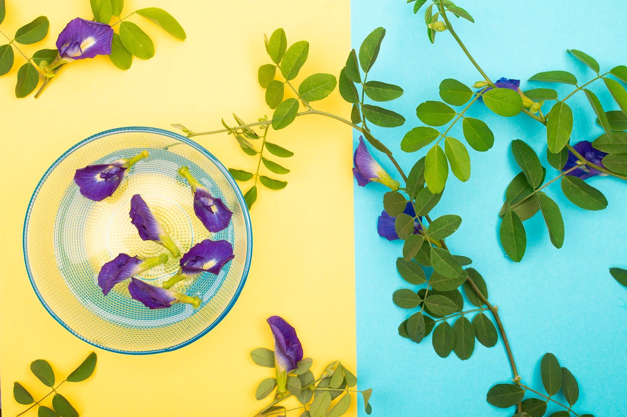 Blue Butterfly Pea Flower