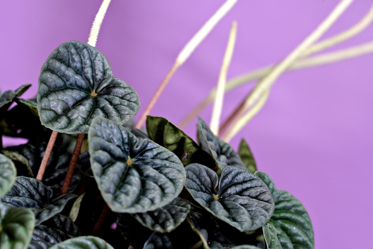 peperomia plants on purple background