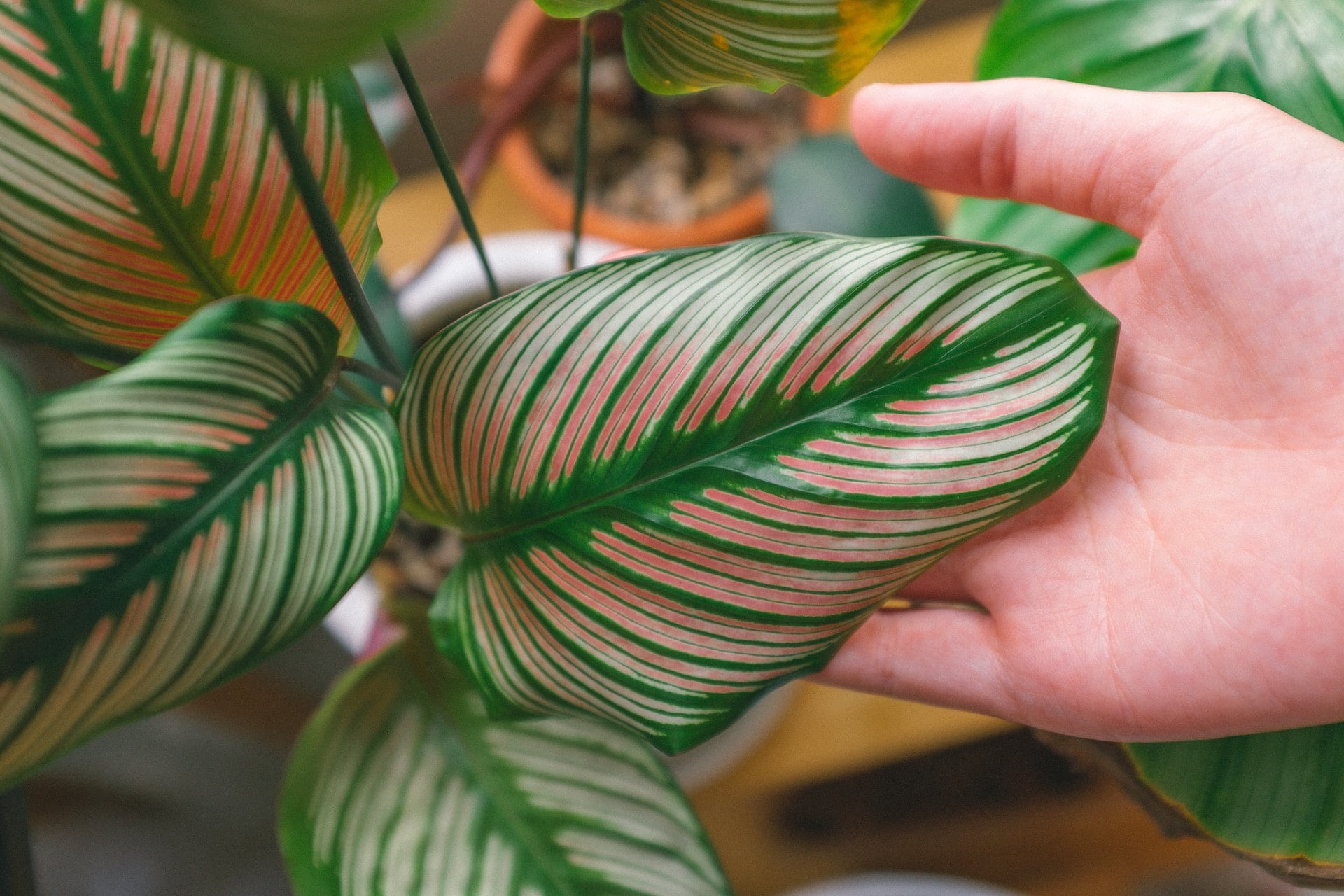 calathea plant with hand