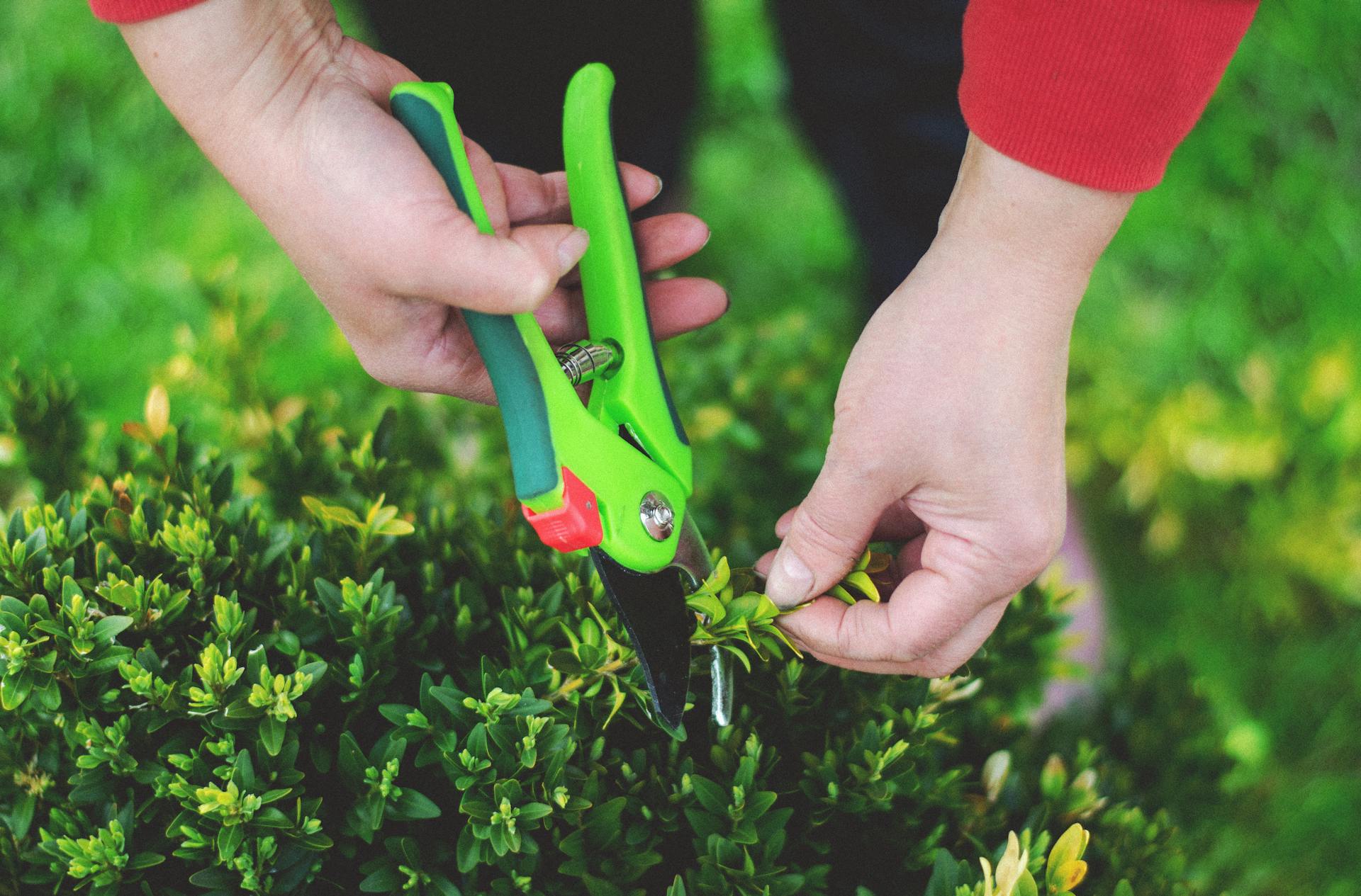 Pruning shears