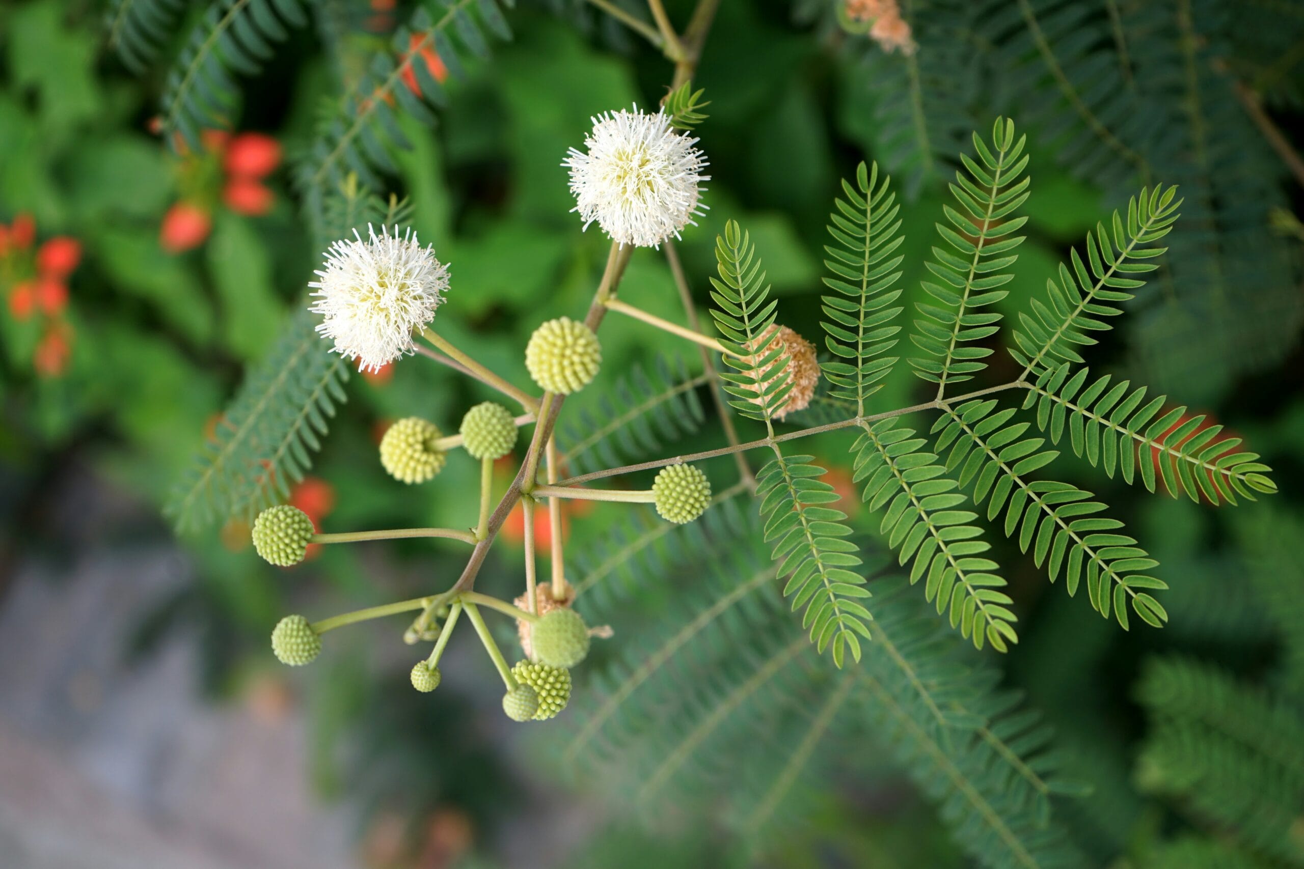 Benefits of Ipil ipil