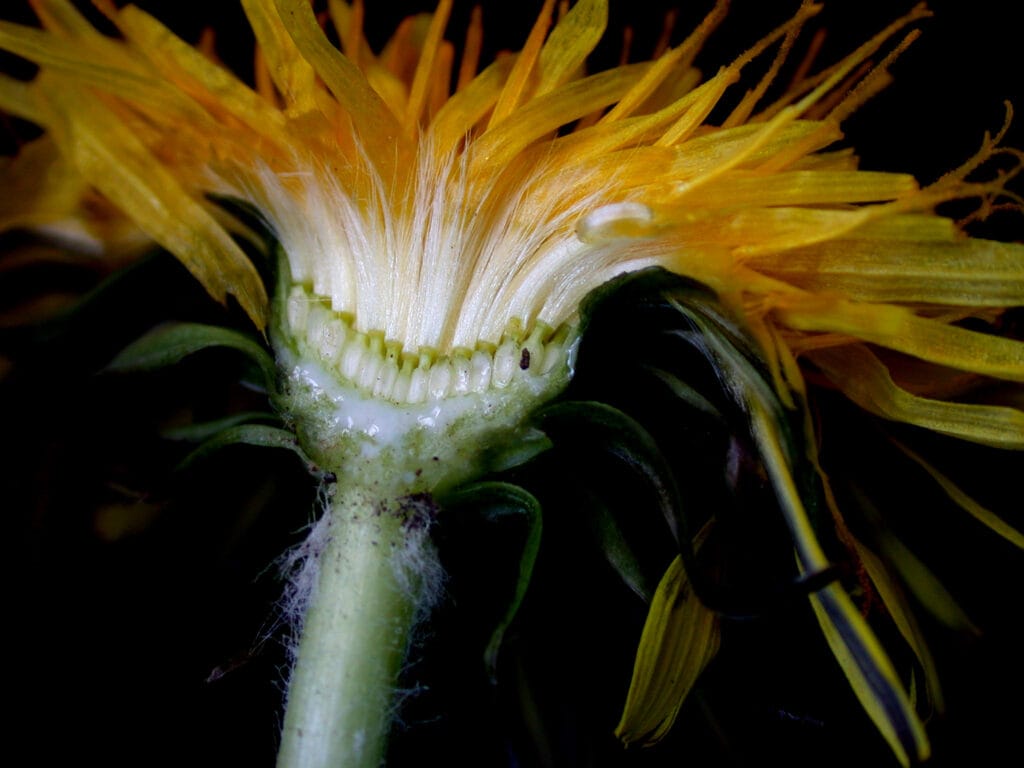Benefits Of Dandelion (Taraxacum officinale): History, Benefits, Uses, Facts And Safety 3 Benefits Of Dandelion