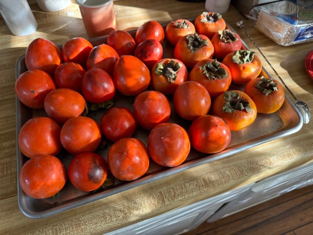 Benefits Of Persimmon (Diospyros kaki): History, Benefits, Uses, Facts And Safety 3 Benefits Of Persimmon