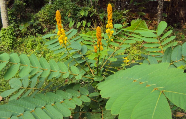 Benefits Of Akapulko A Natural Solution For Skin Health And More 