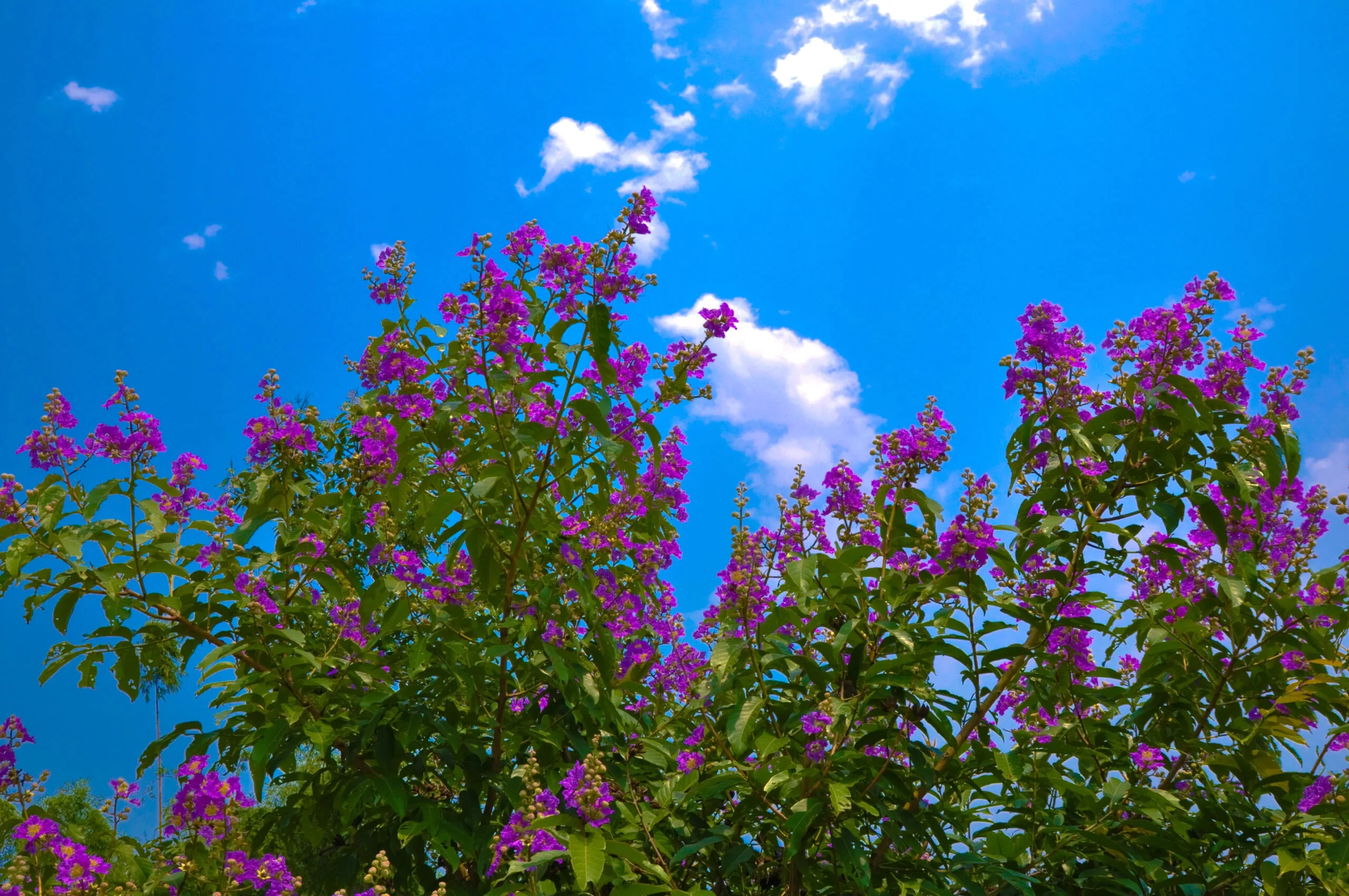 Benefits of Banaba (Lagerstroemia speciosa) A Detailed Analysis of its History, Benefits, Uses, Facts and safety