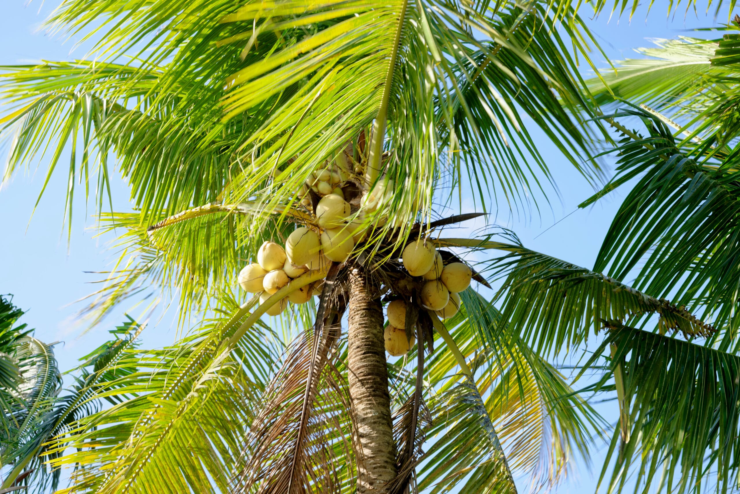 Benefits of Coconut (Cocos nucifera) A Detailed Analysis of its History, Benefits, Uses, Facts and Safety
