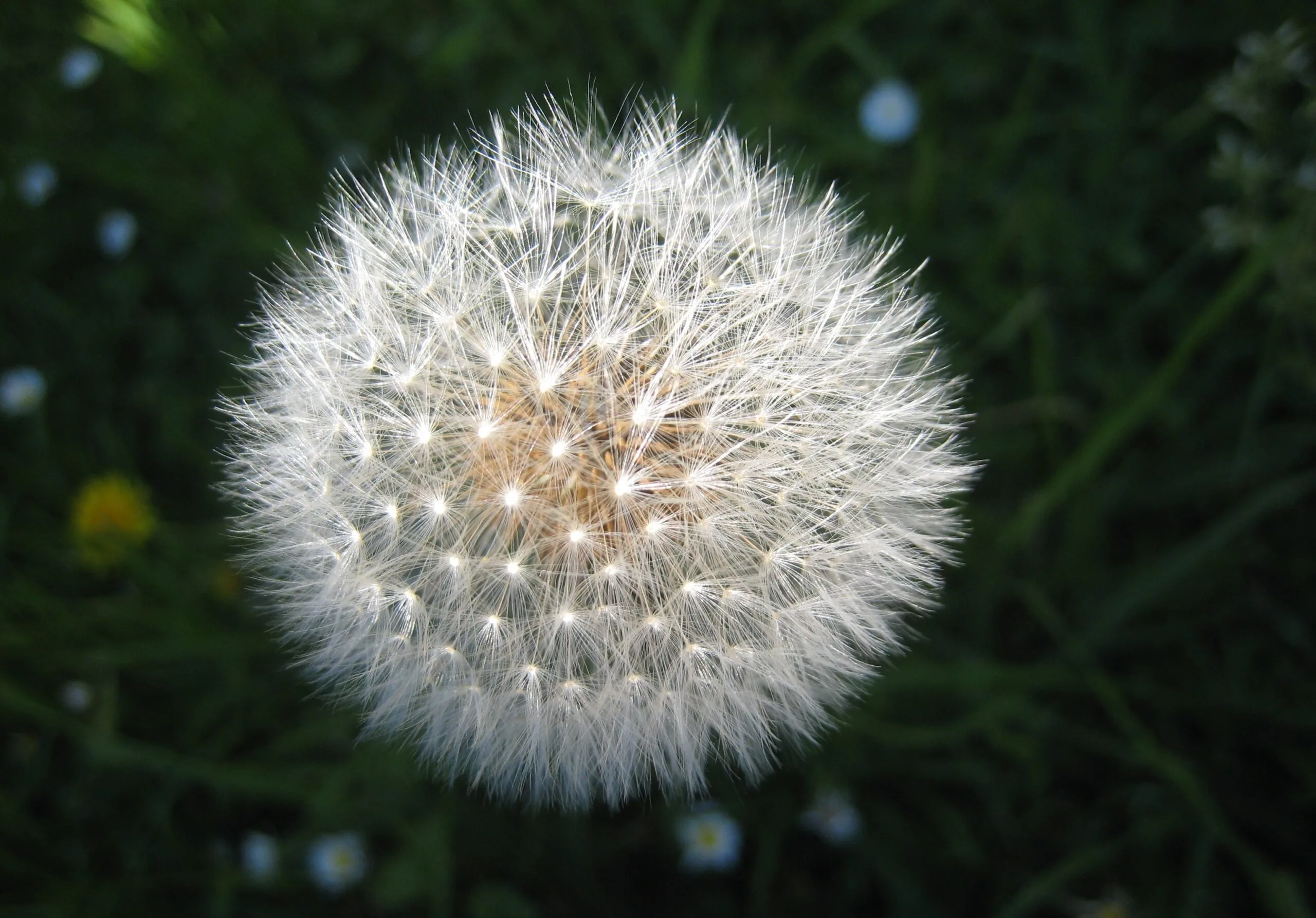Benefits of Dandelion (Taraxacum officinale) A Detailed Analysis of its History, Benefits, Uses, Facts and safety