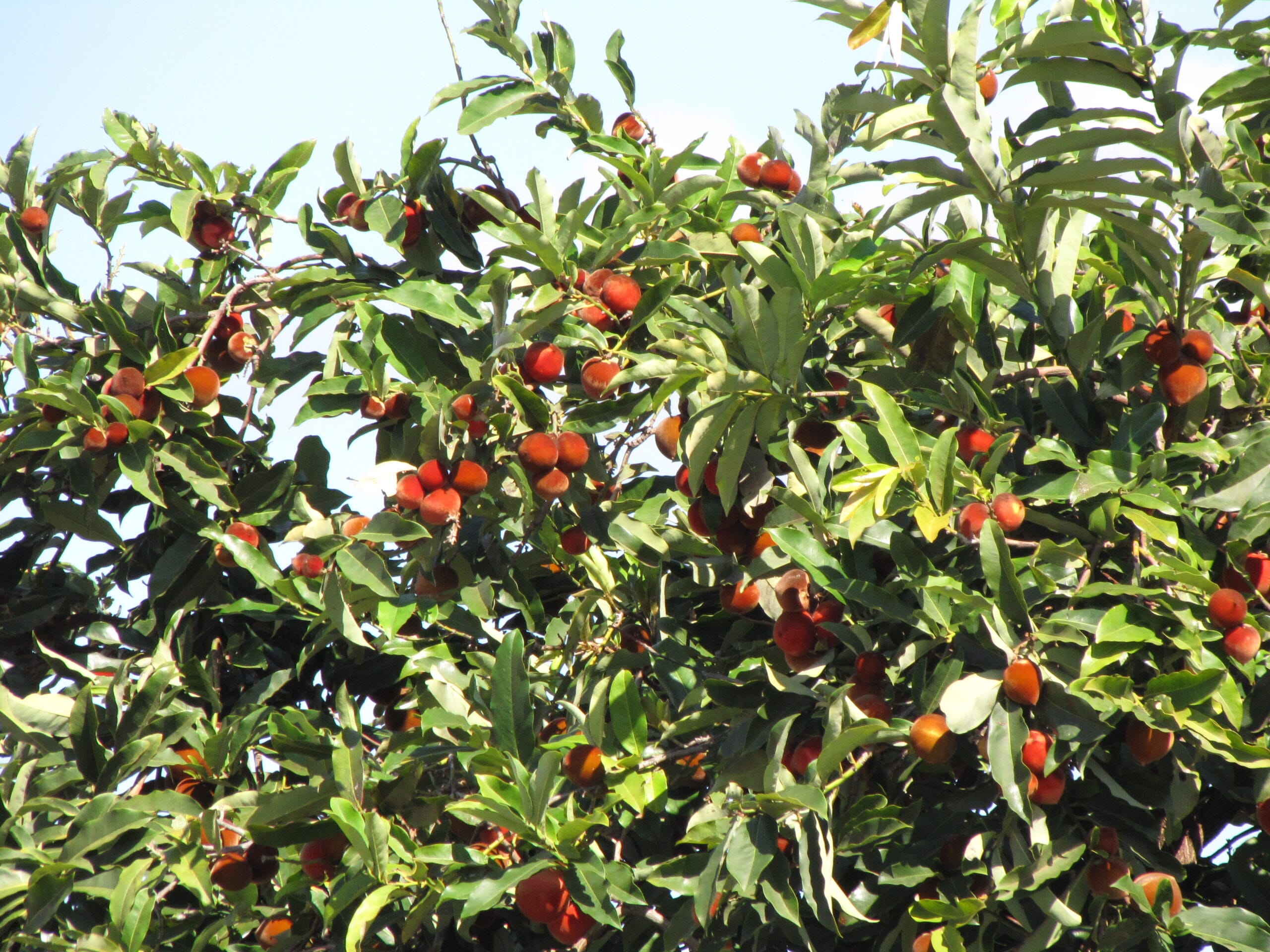 Gardening: For Green-Fingered People 4 Benefits of Kamagong (Diospyros blancoi) Exploring the Wonders of Velvet Apple