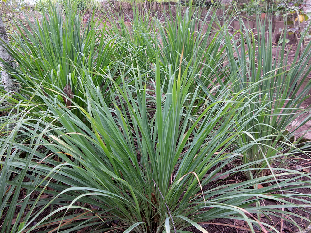 Benefits of Lemongrass (Cymbopogon citratus) A Detailed Analysis of its History, Benefits, Uses, Facts and safety