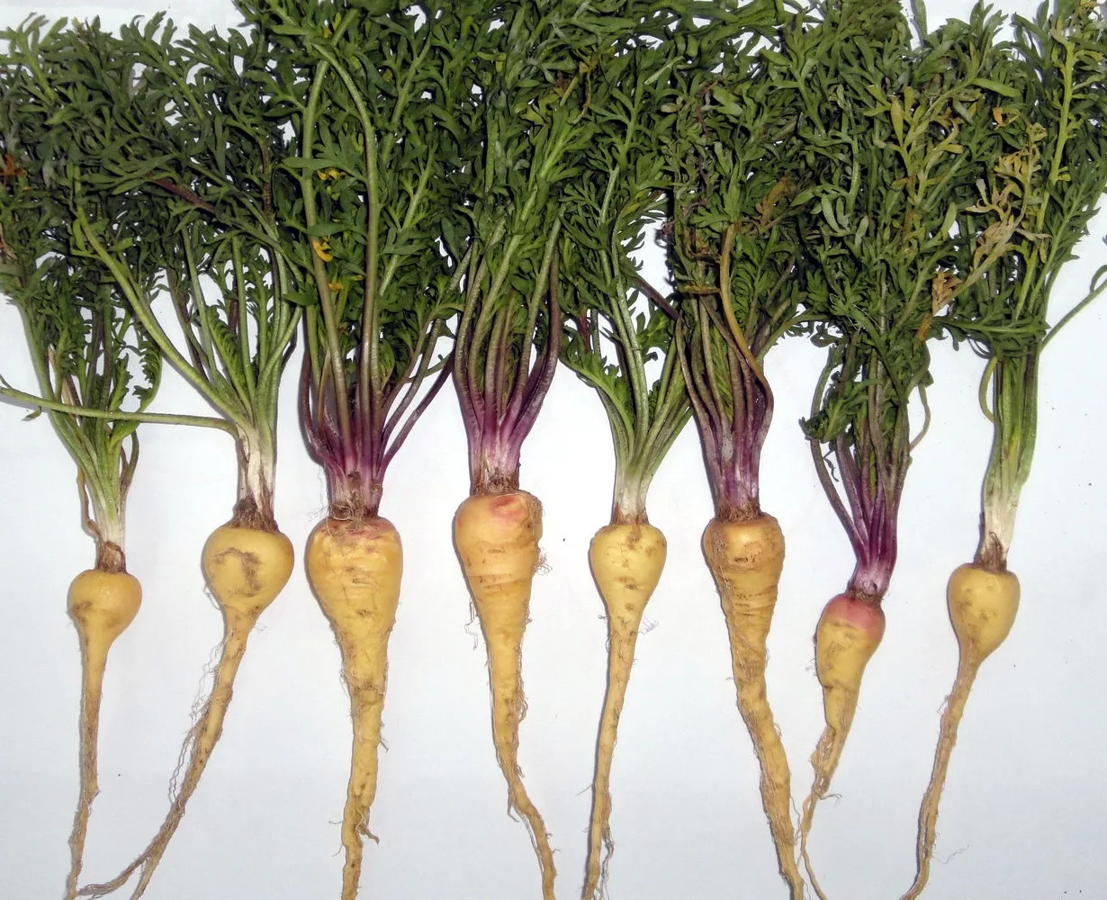 Benefits of Maca Root (Lepidium meyenii) A Detailed Analysis of its History, Benefits, Uses, Facts and safety