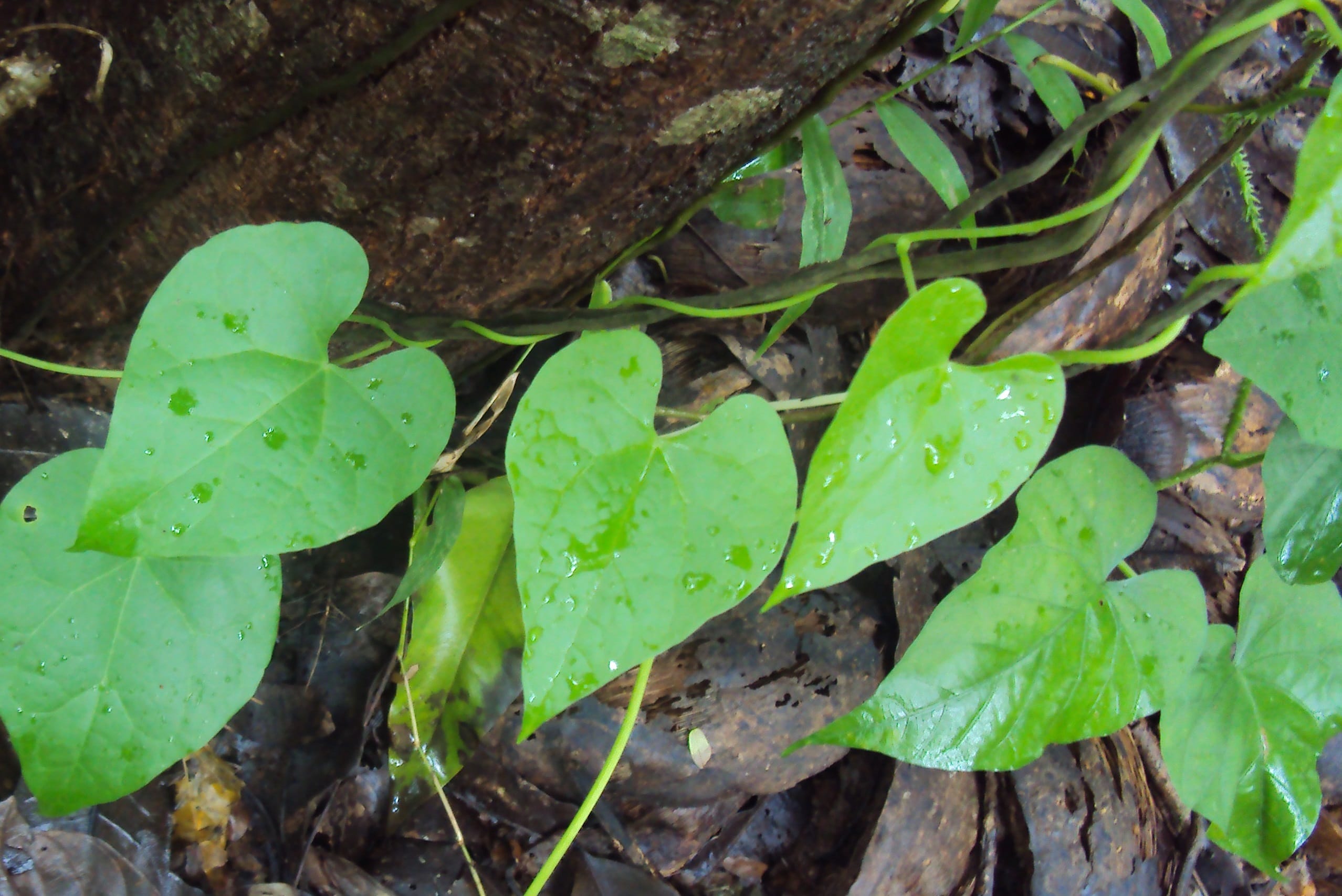 Benefits of Makabuhay