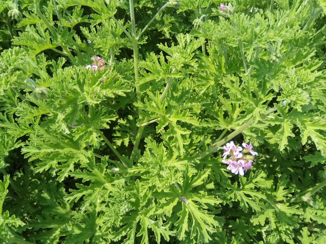 Benefits of Malvarosa (Pelargonium graveolens) A Detailed Analysis of its History, Benefits, Uses, Facts and Safety