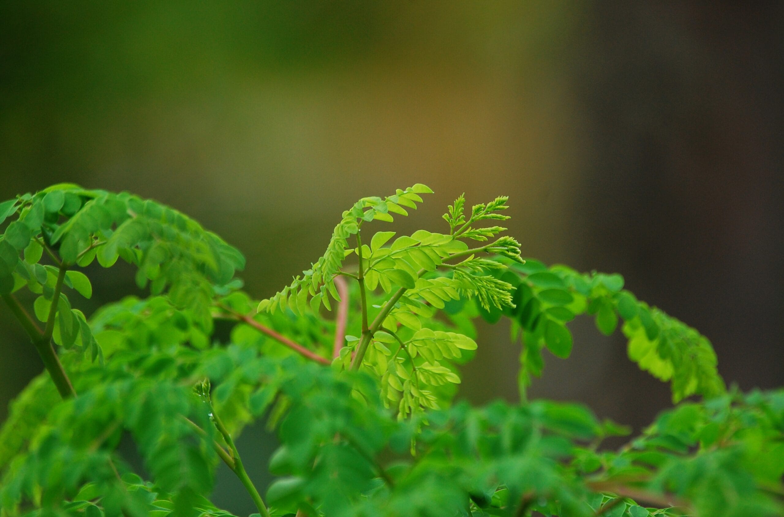 Benefits of Moringa (Moringa oleifera) A Broad Analysis of its History, Benefits, Uses, Facts and Safety