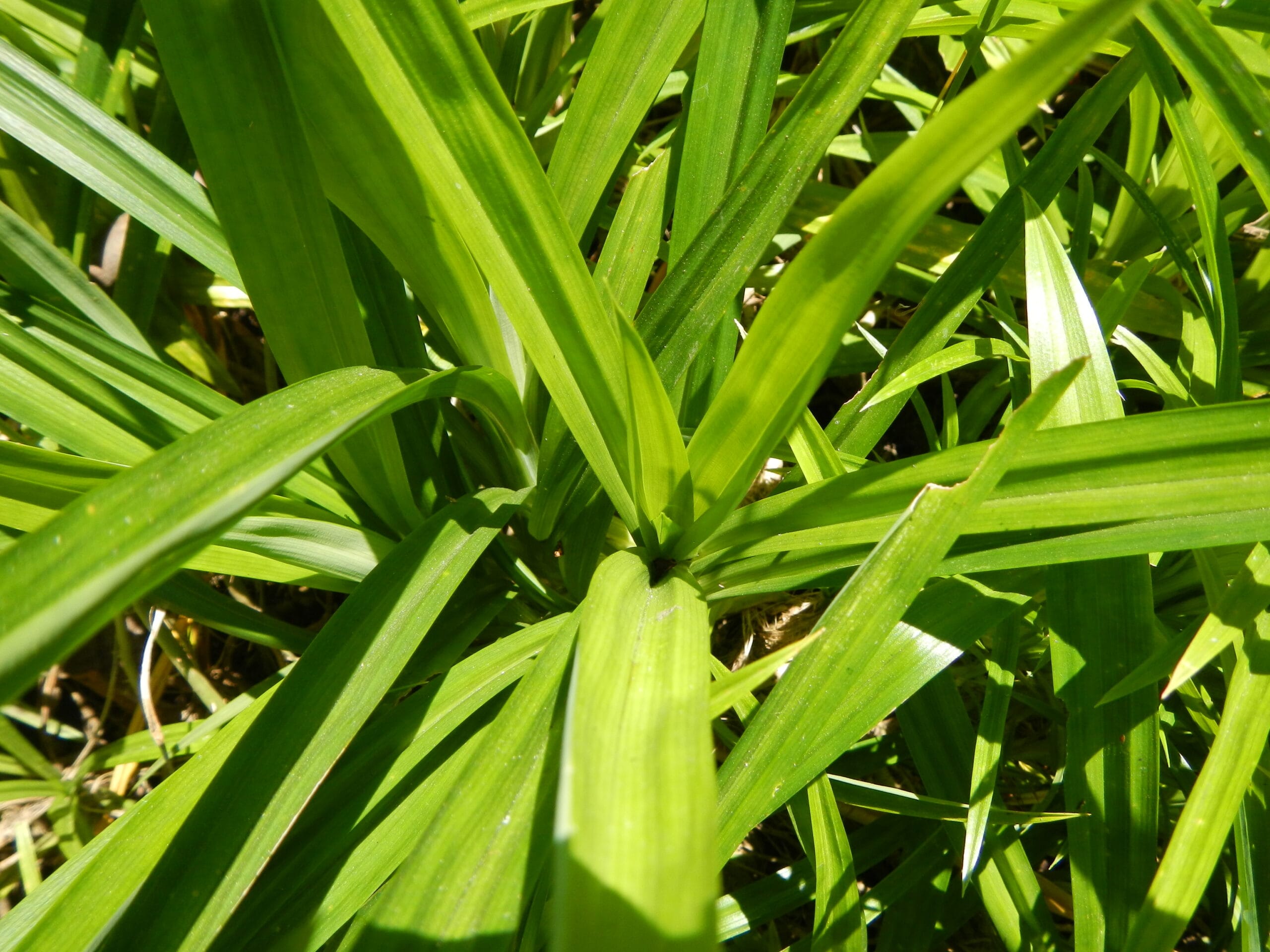 Benefits of Pandan Lalaki (Pandanus amaryllifolius) History, Benefits, Uses and Safety