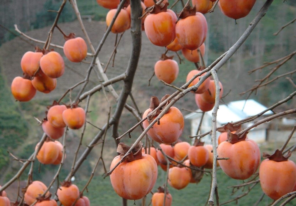 Benefits of Persimmon (Diospyros kaki) A Detailed Analysis of its History, Benefits, Uses, Facts and safety