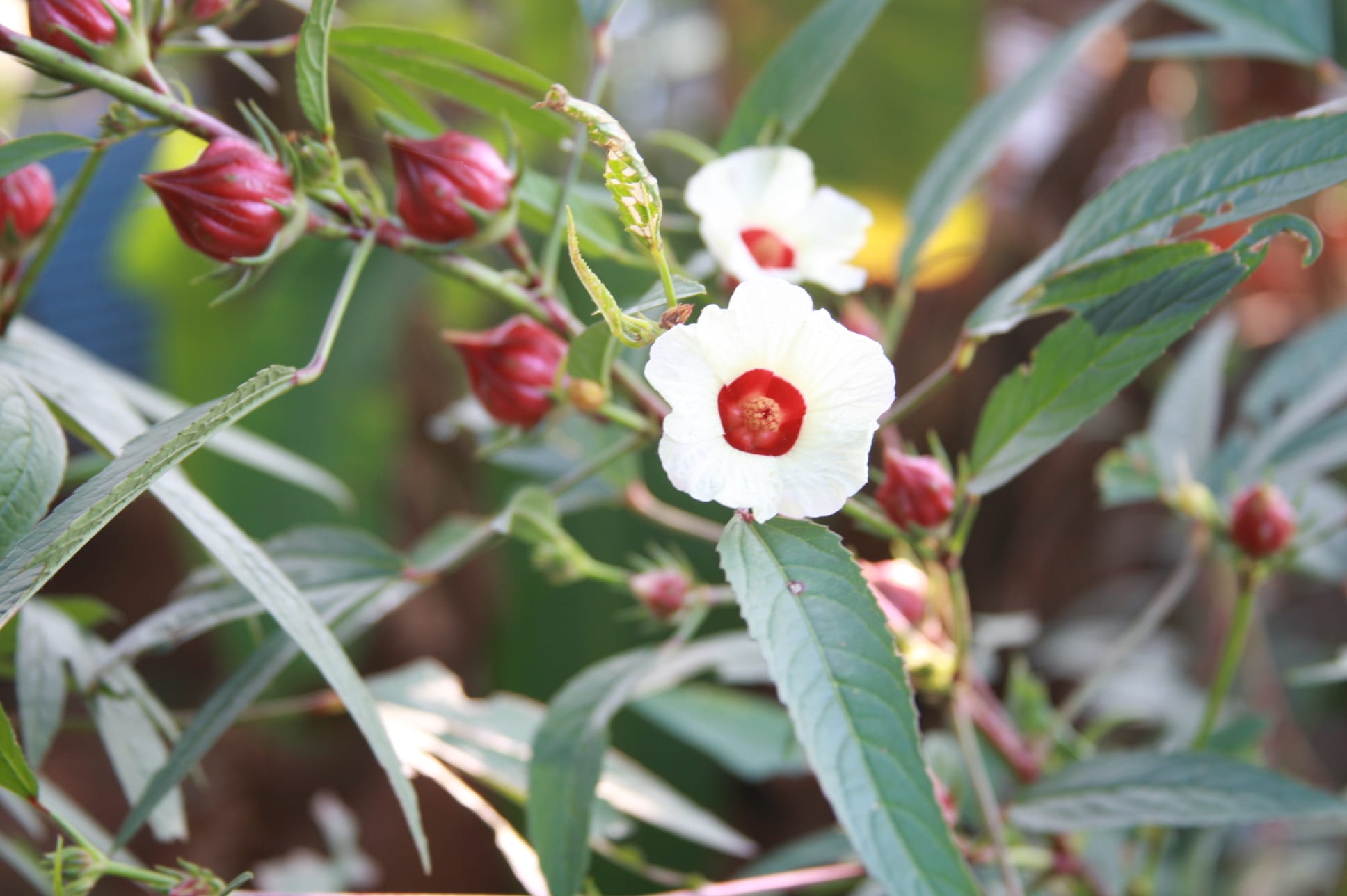 Benefits of Roselle (Hibiscus sabdariffa) Exploring Its History, Benefits, Uses, and Safety