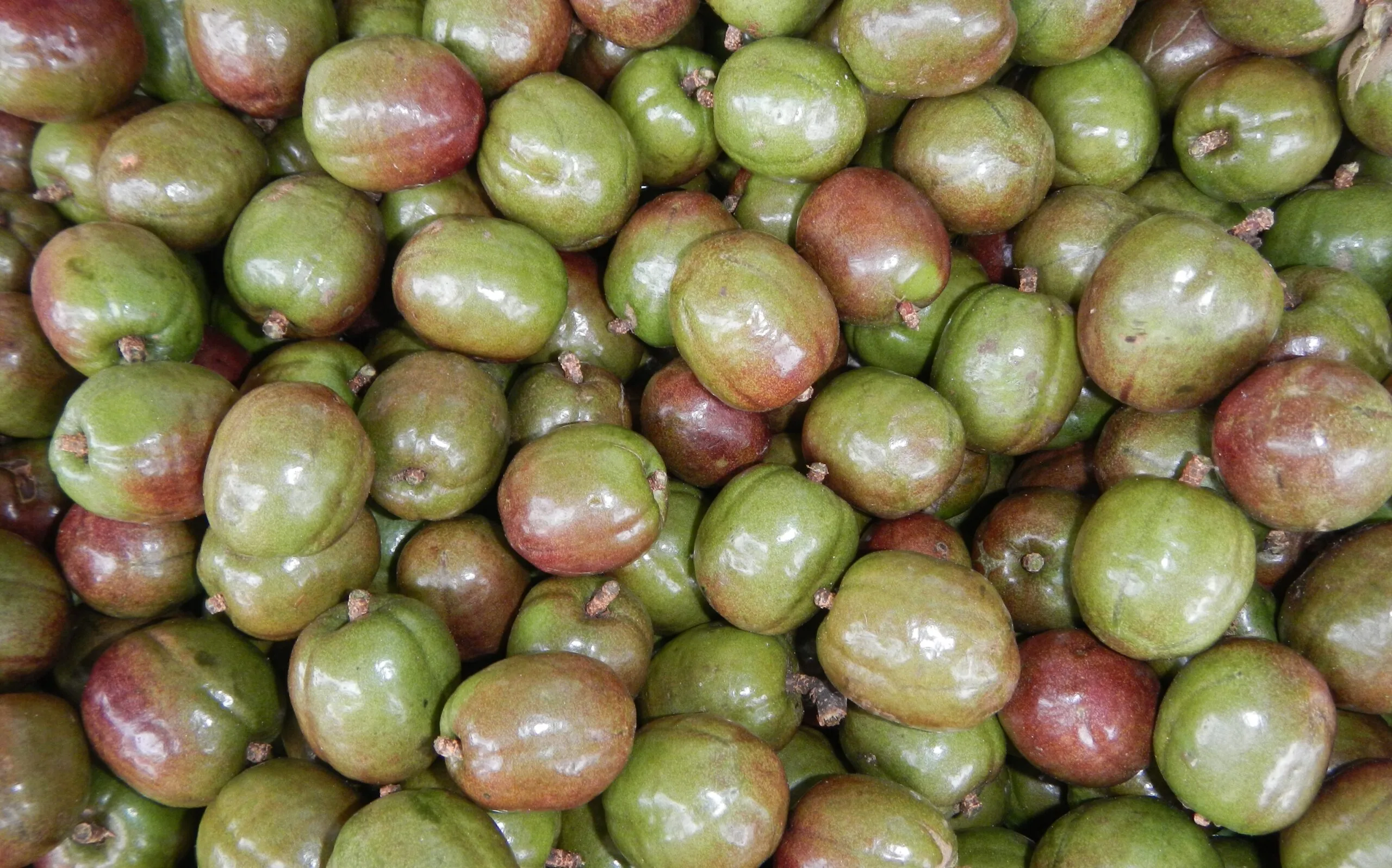 Benefits of Sineguelas (Spondias purpurea) A Detailed Analysis of its History, Benefits, Uses, Facts and safety