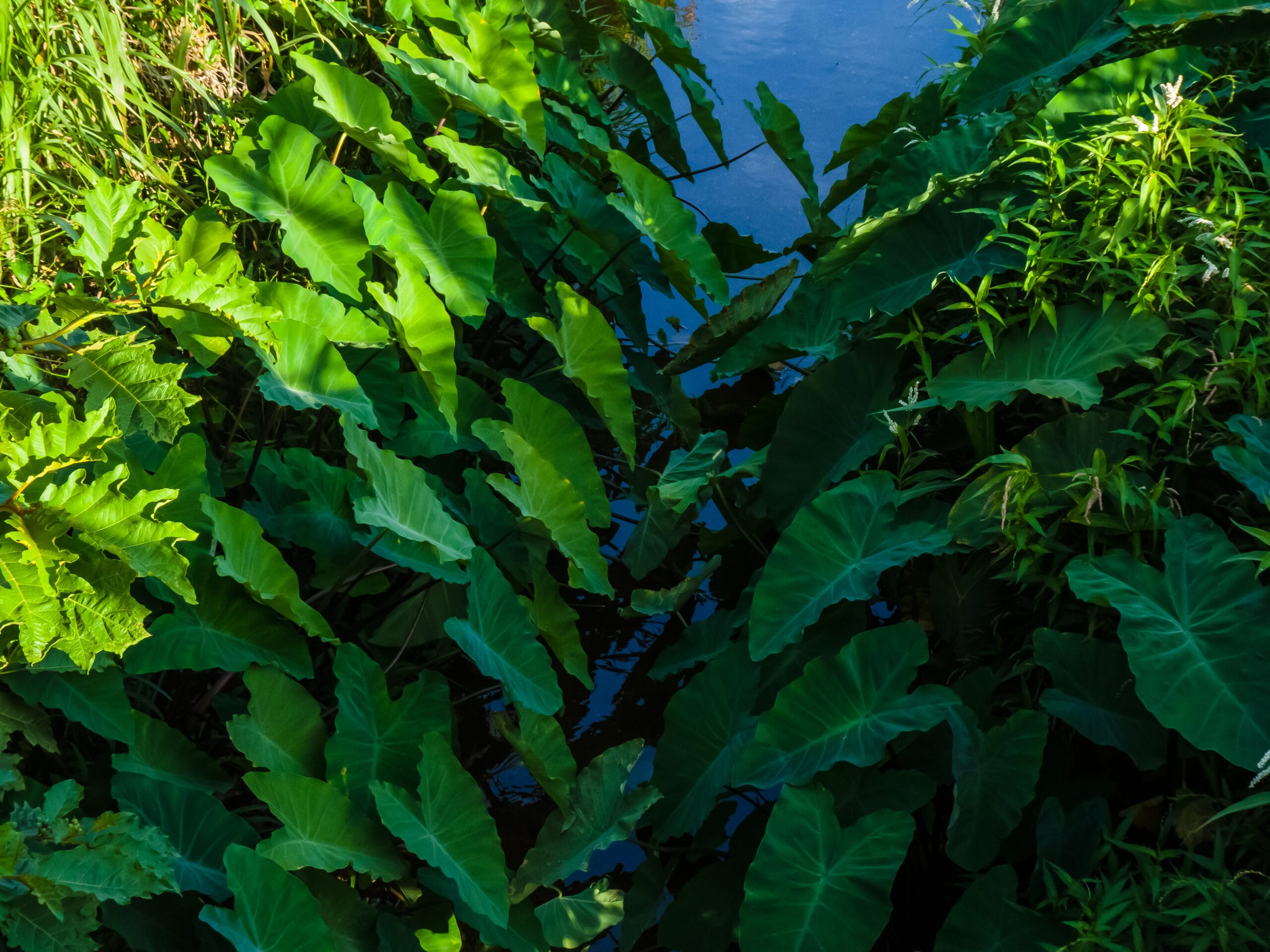 Benefits of Taro (Colocasia esculenta) A Detailed Analysis of its History, Benefits, Uses, Facts and Safety