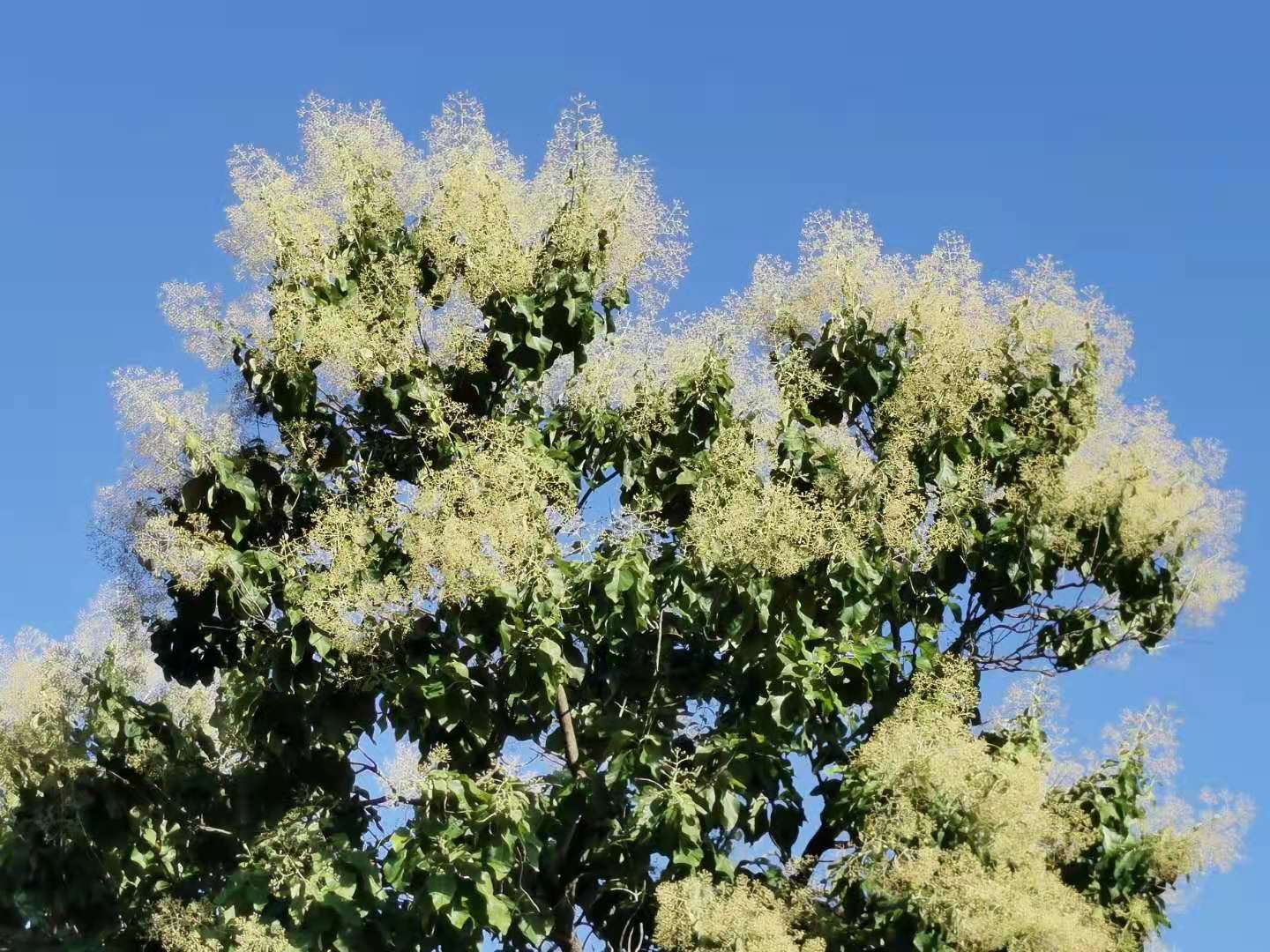 Benefits of Teak Tree Tectona grandis History Benefits facts Uses and Caution