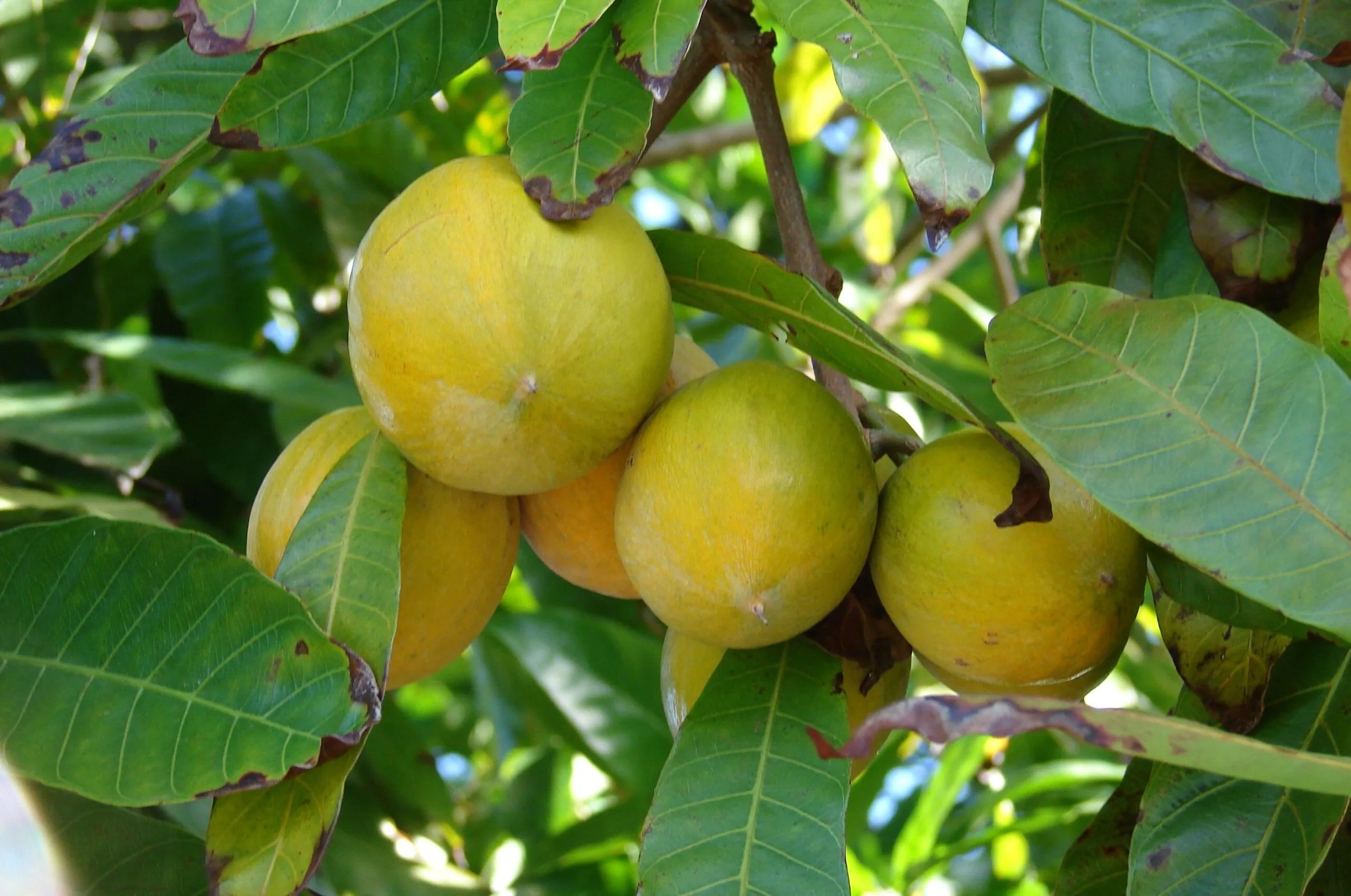 Benefits of Tiesa (Pouteria campechiana) An In-Depth Look at Its History, Benefits, Uses, Facts, and Safety