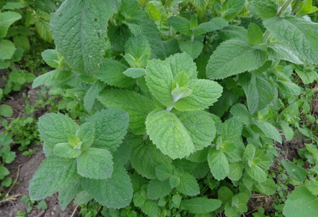 Gardening: For Green-Fingered People 6 Benefits of Yerba Buena (Mentha arvensis): A Natural Treasure Chest of Benefits