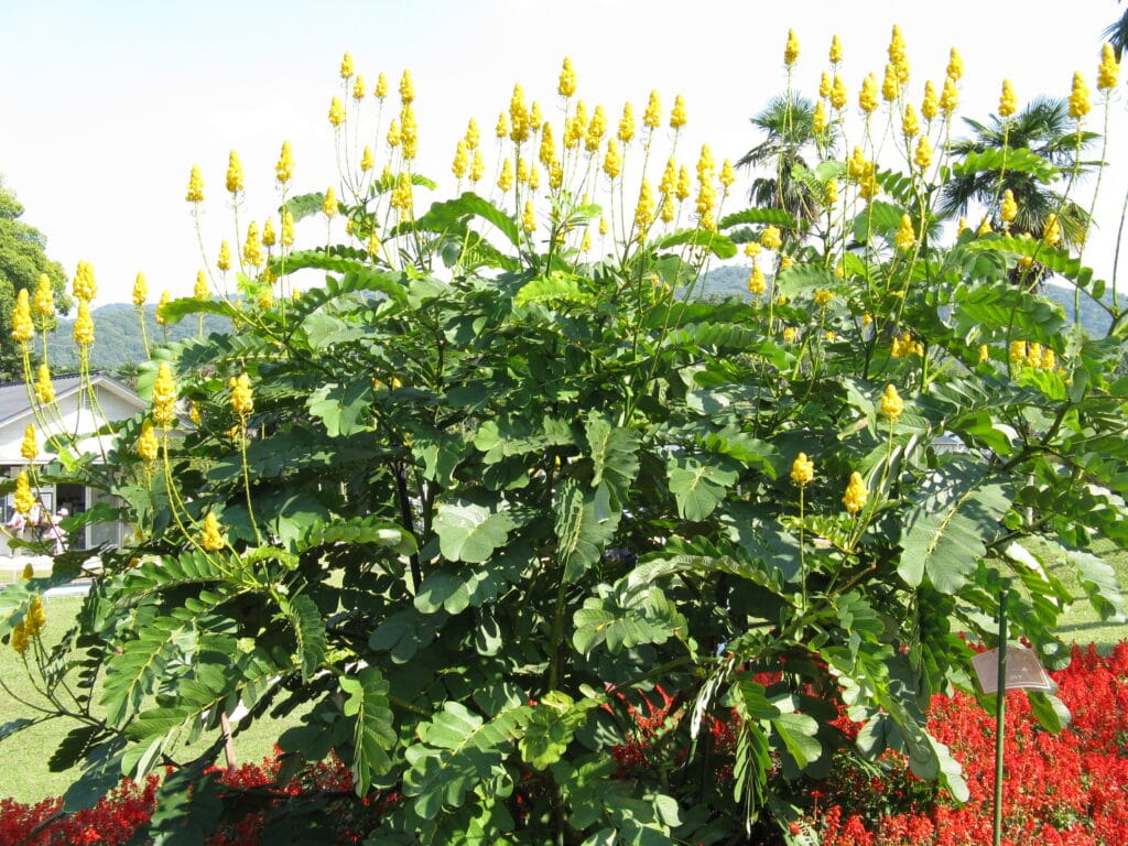 Benefits Of Akapulko: A Natural Solution For Skin Health And More 2 Characteristics Of Akapulko
