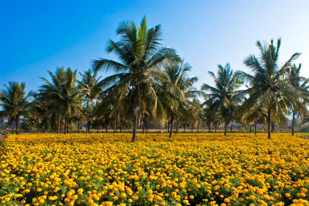 Benefits Of Coconut (Cocos nucifera): History, Benefits, Uses, Facts And Safety 2 Characteristics Of Coconut