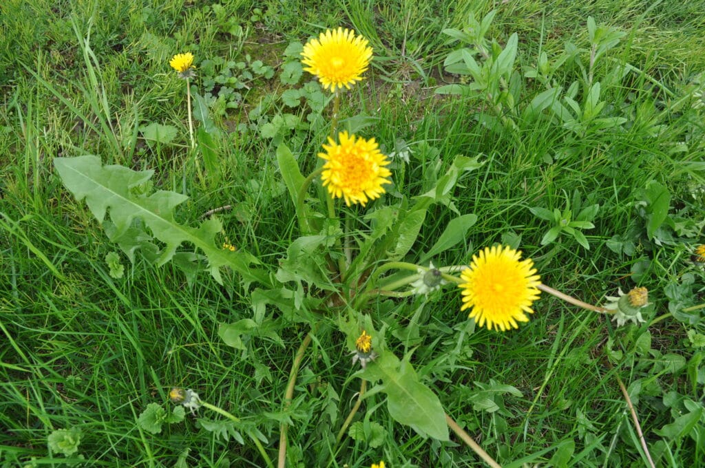 Benefits Of Dandelion (Taraxacum officinale): History, Benefits, Uses, Facts And Safety 2 Characteristics Of Dandelion