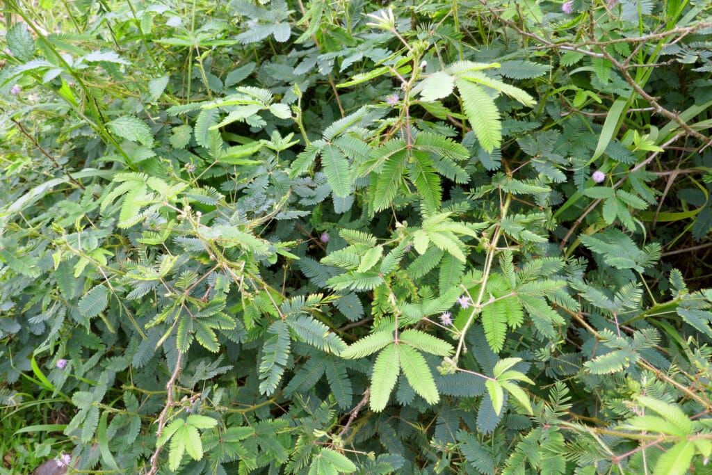Benefits Of Makahiya (Mimosa pudica): History, Benefits, Uses, Facts And Safety 2 Characteristics Of Makahiya