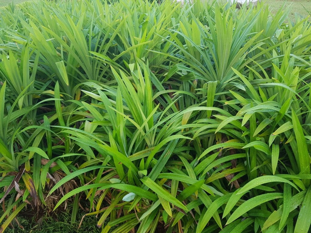 Benefits Of Pandan Lalaki (Pandanus amaryllifolius): History, Benefits, Uses And Safety 2 Characteristics Of Pandan Lalaki