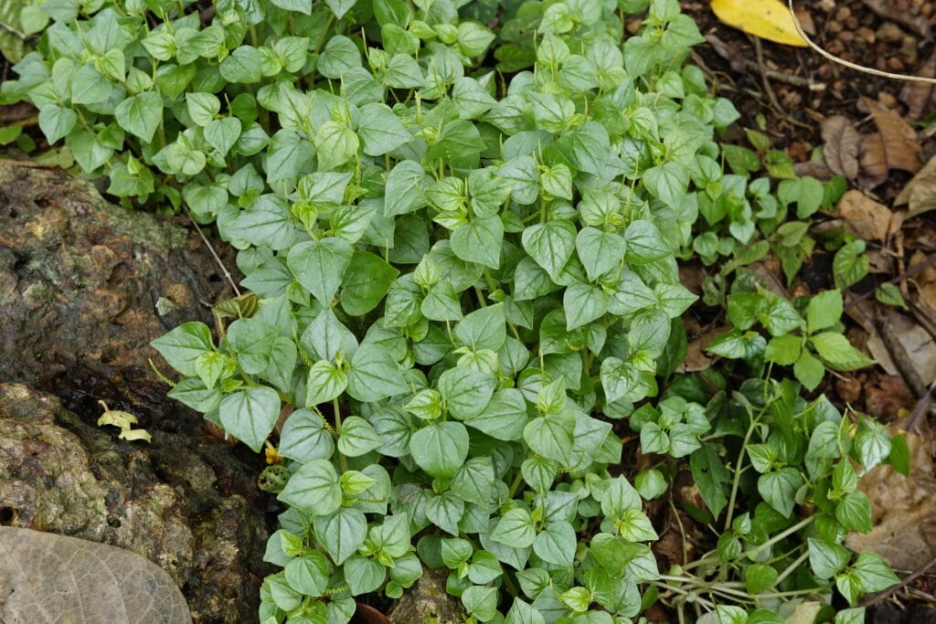 Benefits Of Pansit Pansitan (Peperomia pellucida): Nature’s Humble Healer 2 Characteristics Of Pansit Pansitan