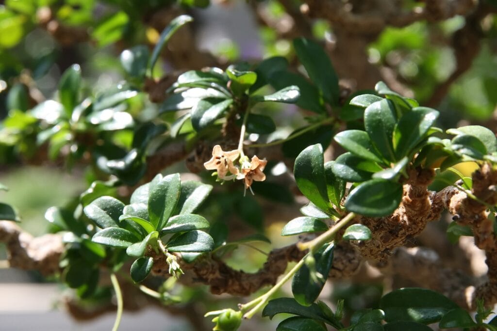 Tsaang Gubat Benefits (Ehretia microphylla): Nature’s Healing Plant 2 Characteristics Of Tsaang Gubat