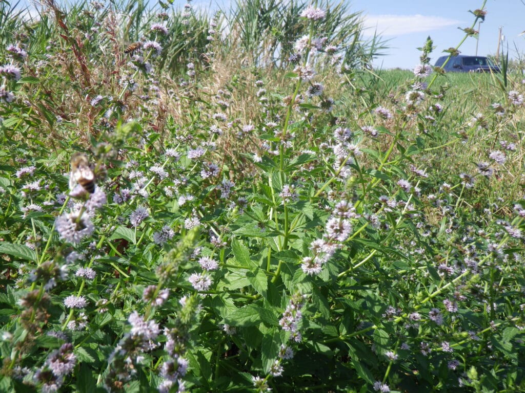 Benefits Of Yerba Buena (Mentha arvensis): A Natural Treasure Chest Of Benefits 2 Characteristics Of Yerba Buena