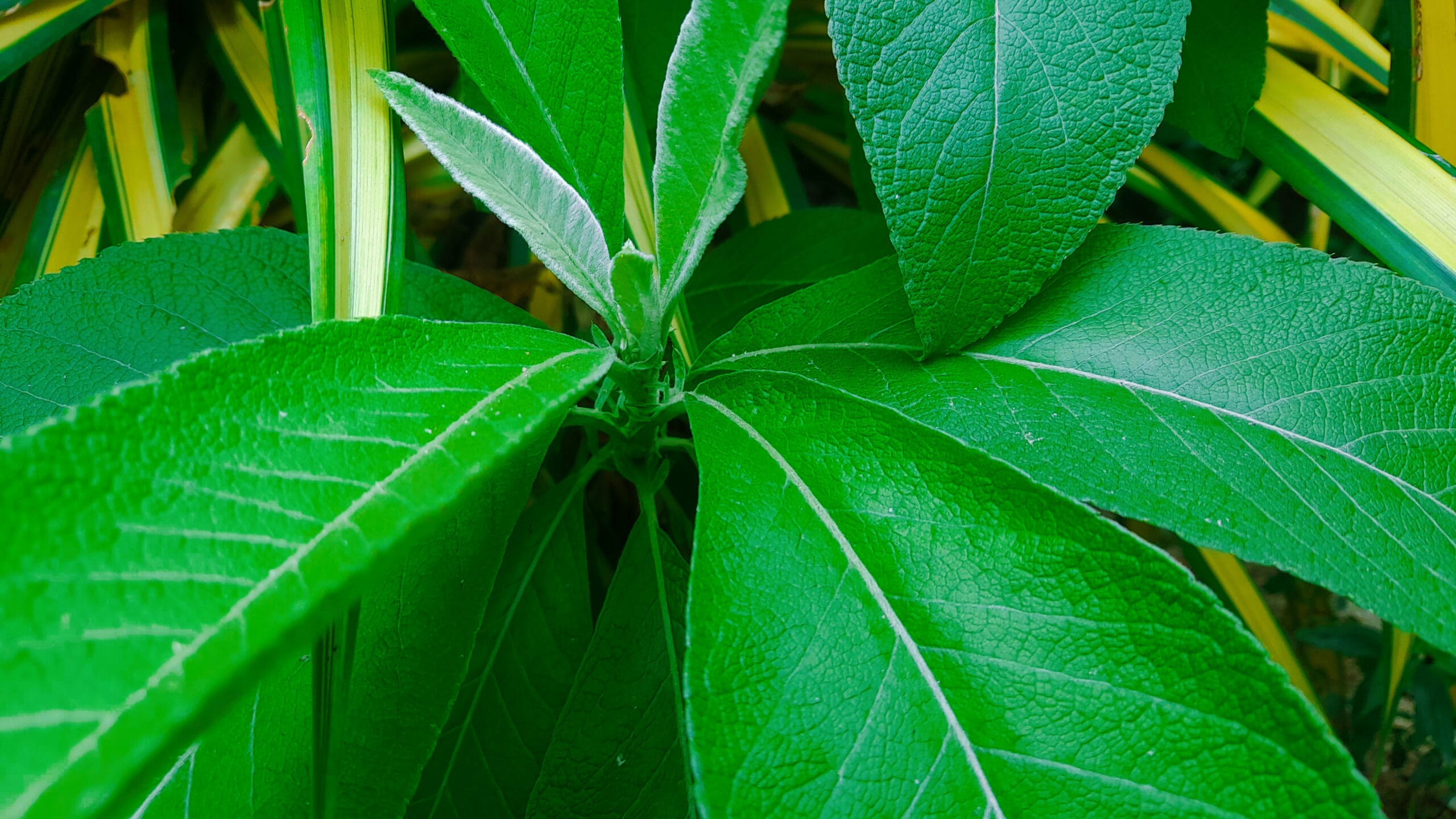Benefits of Sambong