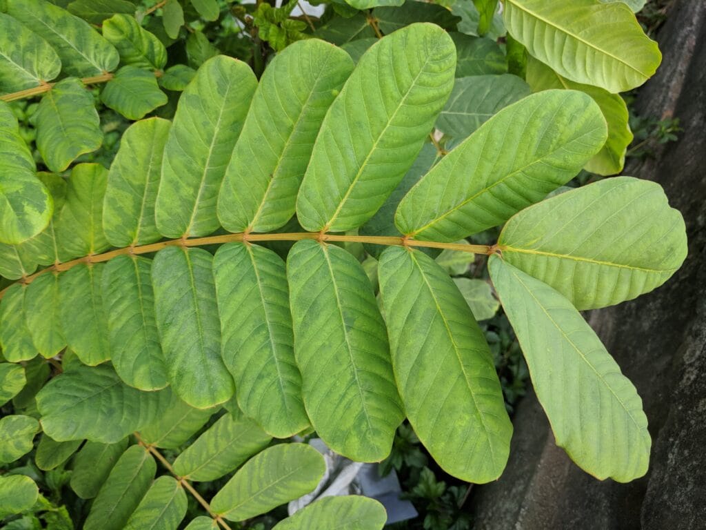 Benefits Of Akapulko: A Natural Solution For Skin Health And More 5 Culinary Uses Of Akapulko